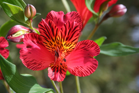 Alstroemeria 'Chinon', macro su incantevoli fiori rossi.