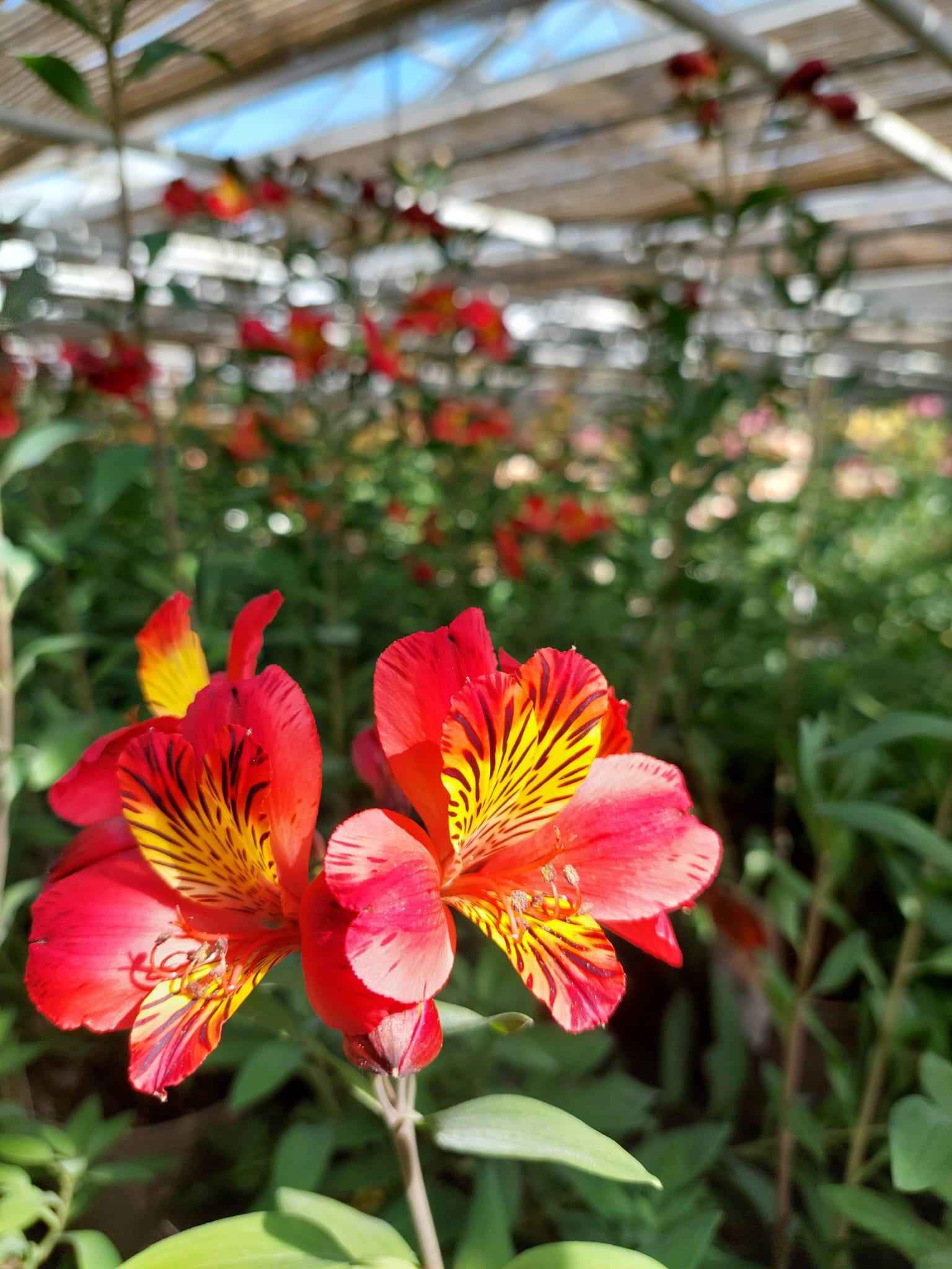 Alstroemeria 'Chinon', macro su incantevoli fiori rossi.