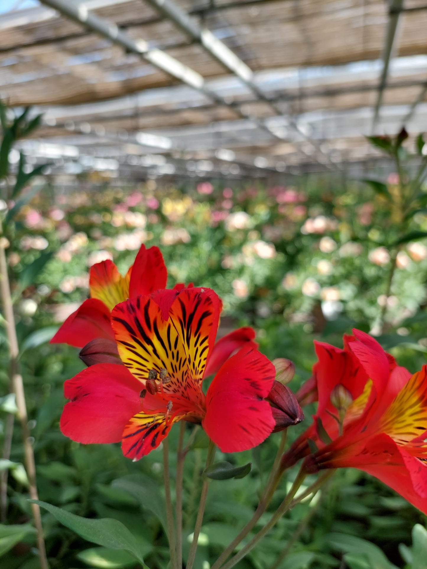 Alstroemeria 'Chinon', macro su incantevoli fiori rossi.