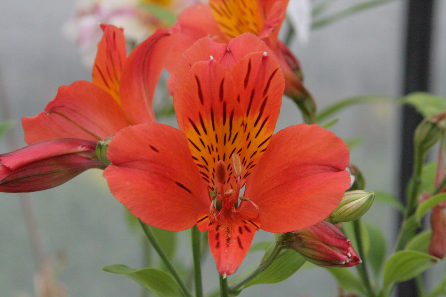 Alstroemeria 'Louis', macro su incantevoli fiori rosso corallo.