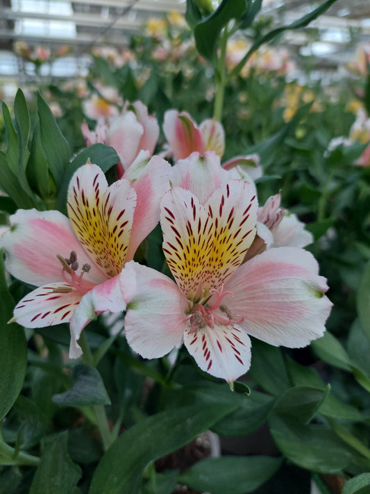 Alstroemeria 'Jean', macro su incantevoli fiori rosa-bianchi.