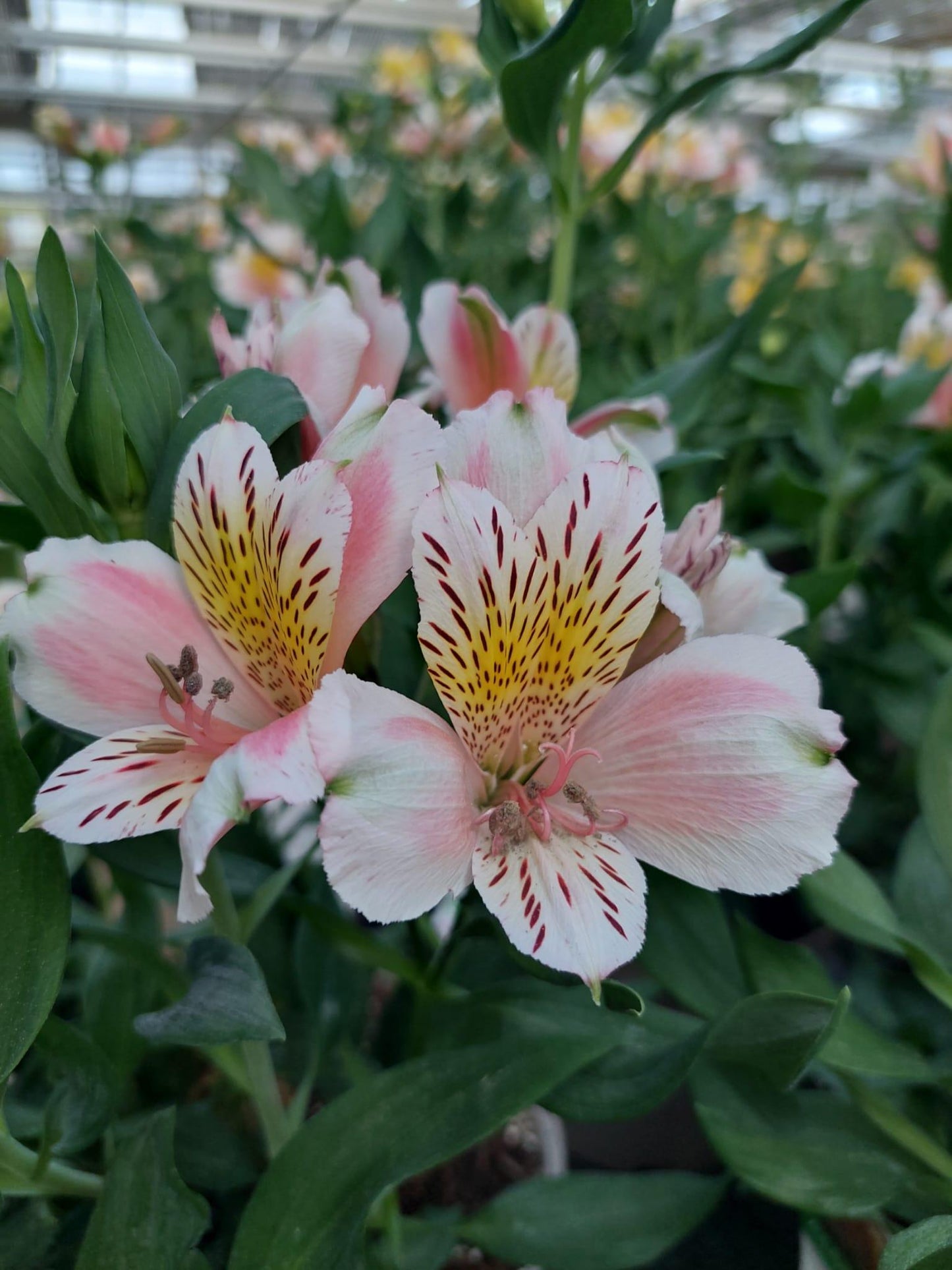 Alstroemeria 'Jean', macro su incantevoli fiori rosa-bianchi.