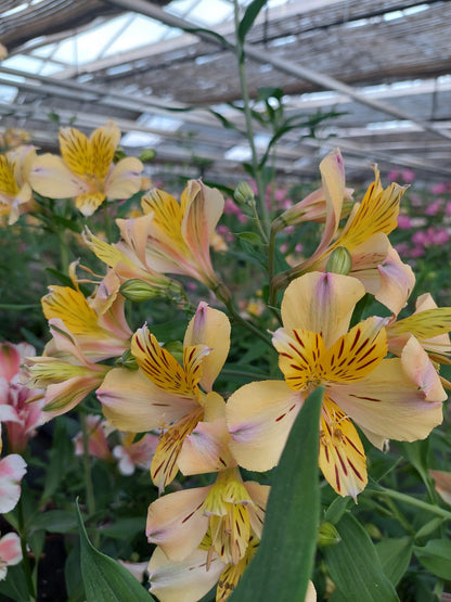 Alstroemeria 'Nicolas', macro su incantevoli fiori gialli.