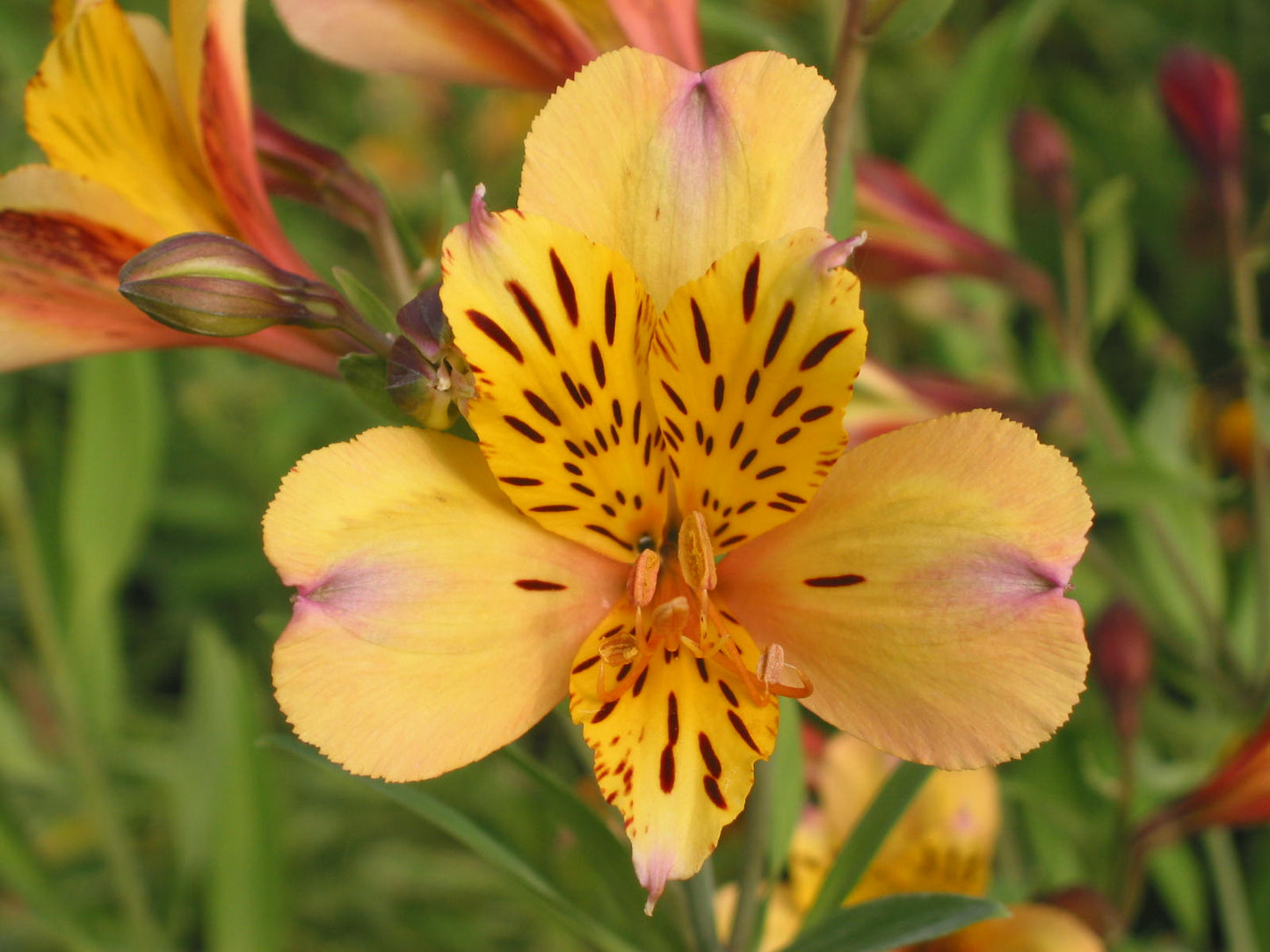 Alstroemeria 'Nicolas', macro su incantevoli fiori gialli.