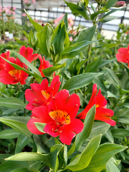 Alstroemeria 'Red Hot Pepper', macro su incantevoli fiori rosso fuoco.