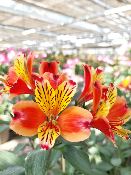 Alstroemeria 'Indian Summer', macro su incantevoli fiori giallo-arancione.