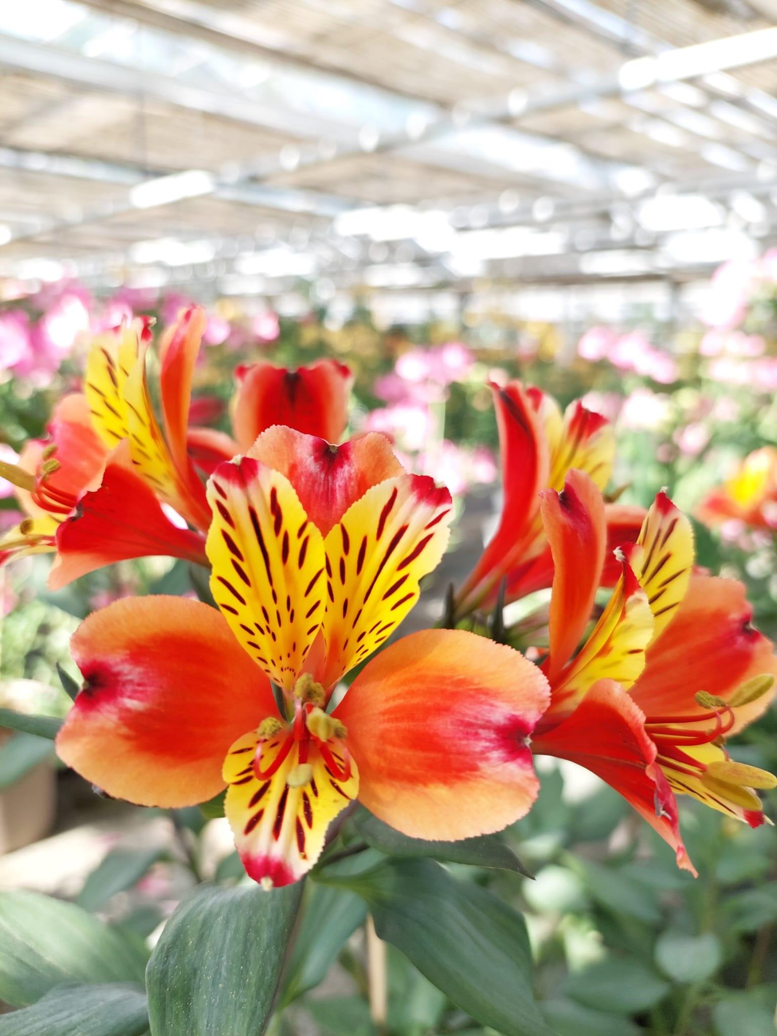 Alstroemeria 'Indian Summer', macro su incantevoli fiori giallo-arancione.