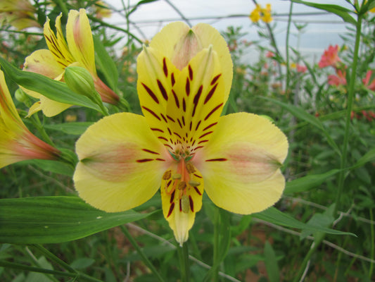 Alstroemeria 'Layon', macro su incantevoli fiori gialli.