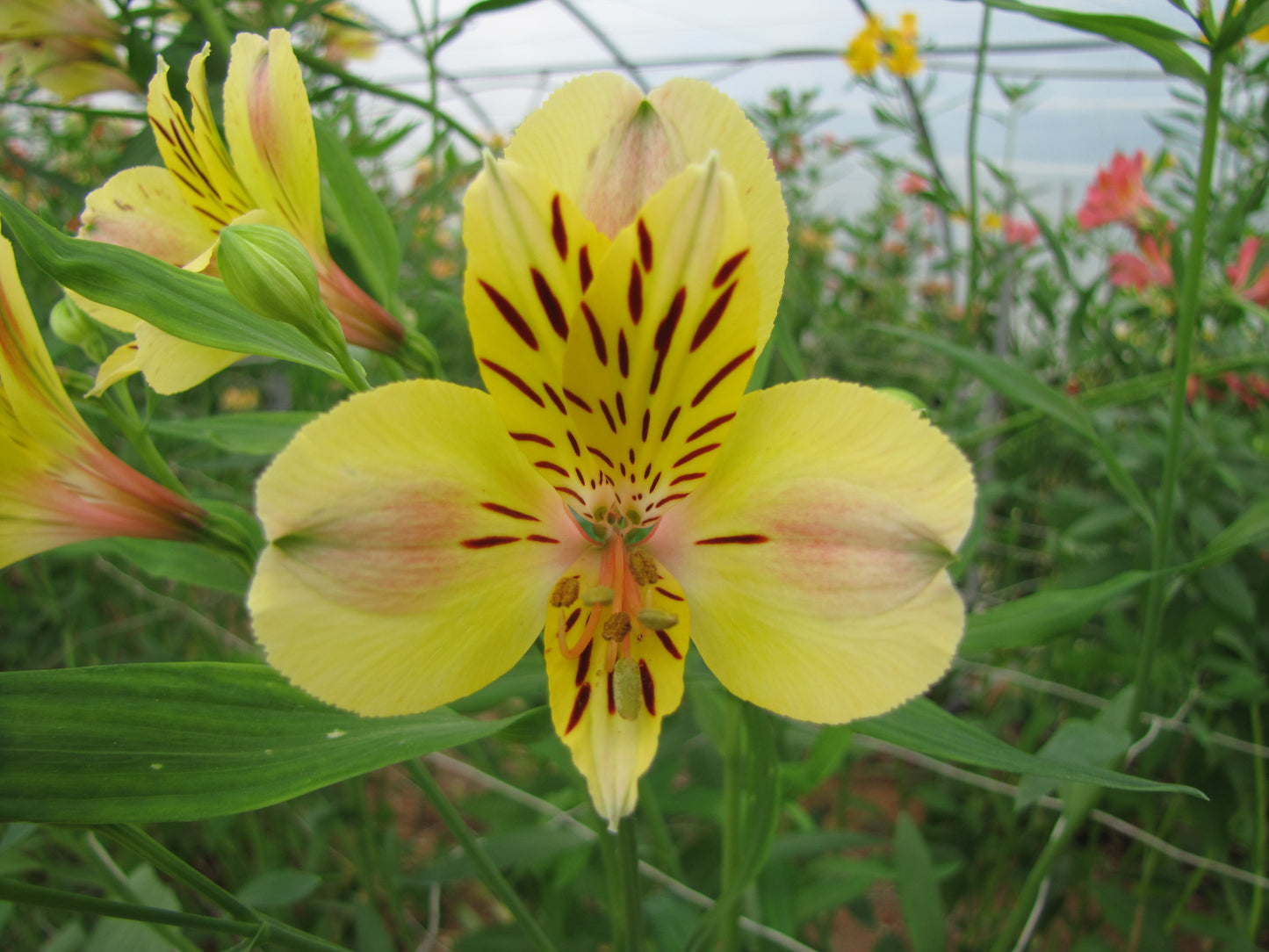 Alstroemeria 'Layon', macro su incantevoli fiori gialli.