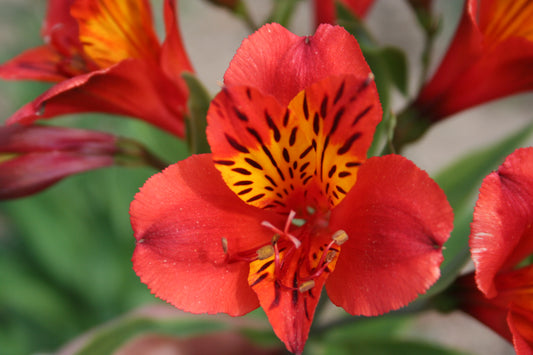 Alstroemeria 'Longué', macro su incantevoli fiori color terra di siena bruciato.