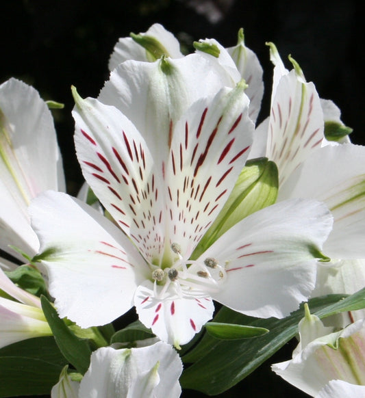 Alstroemeria 'Mazé', macro su incantevoli fiori bianchi.
