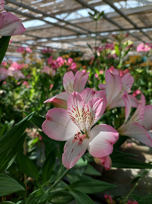 Alstroemeria 'Summer Break', macro su incantevoli fiori bianco-rosa.