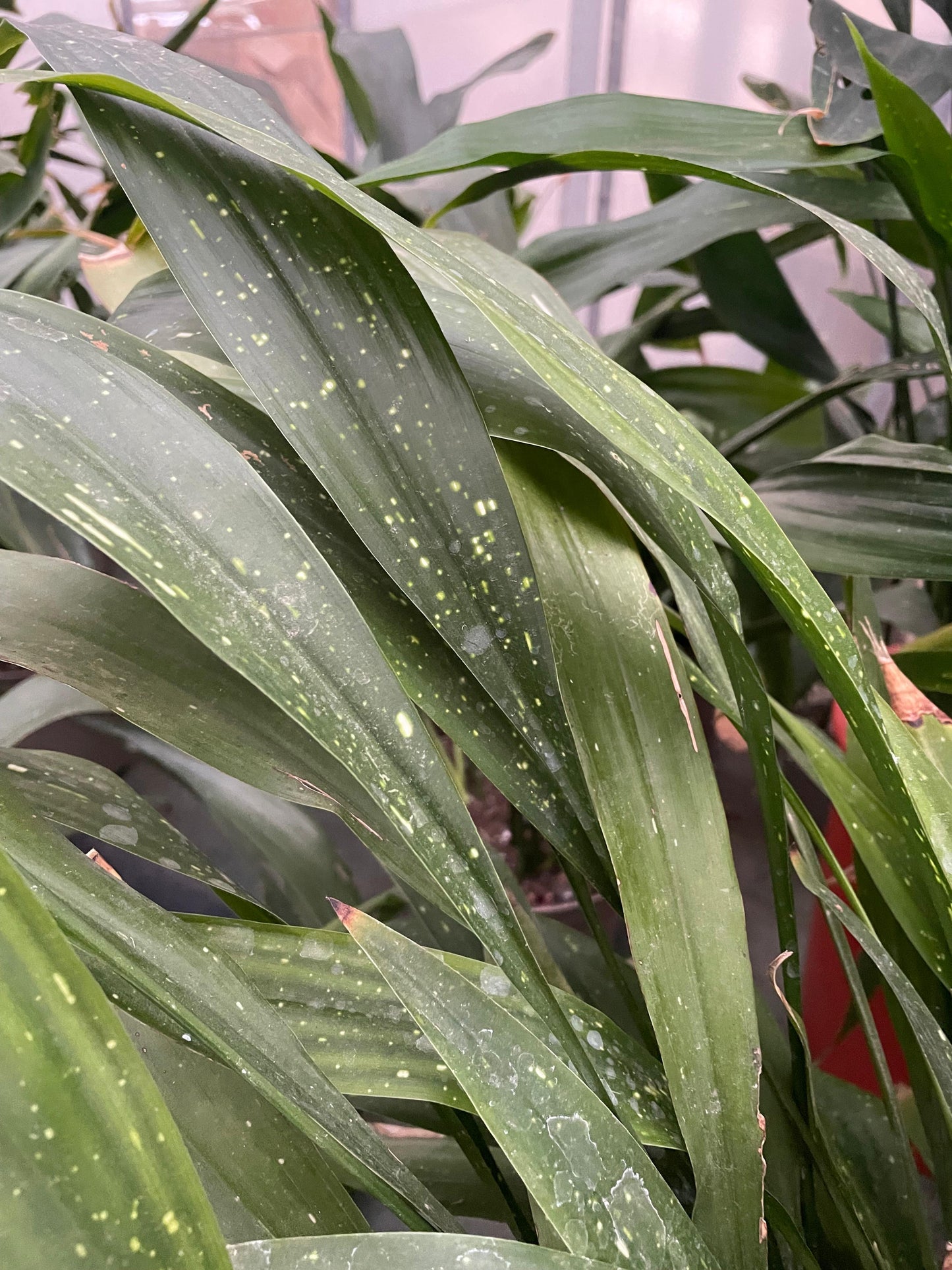 Aspidistra sichuanensis 'Speckled Thai'