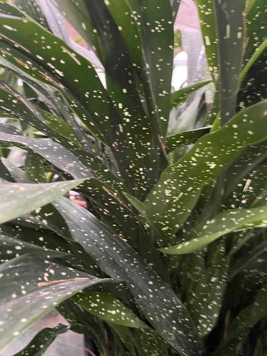 Aspidistra daibuensis 'Totally Dotty'