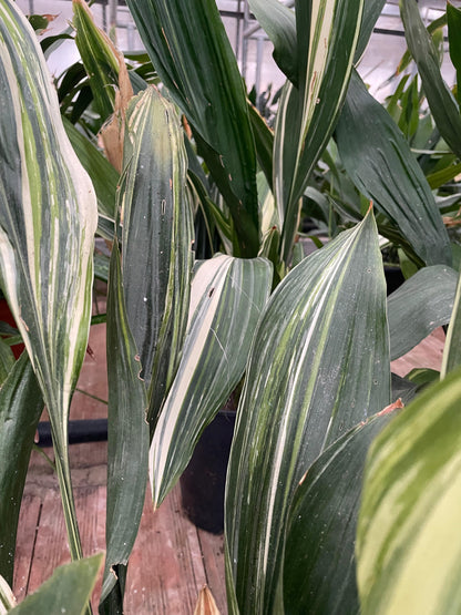 Okame ( Aspidistra elatior variegata)