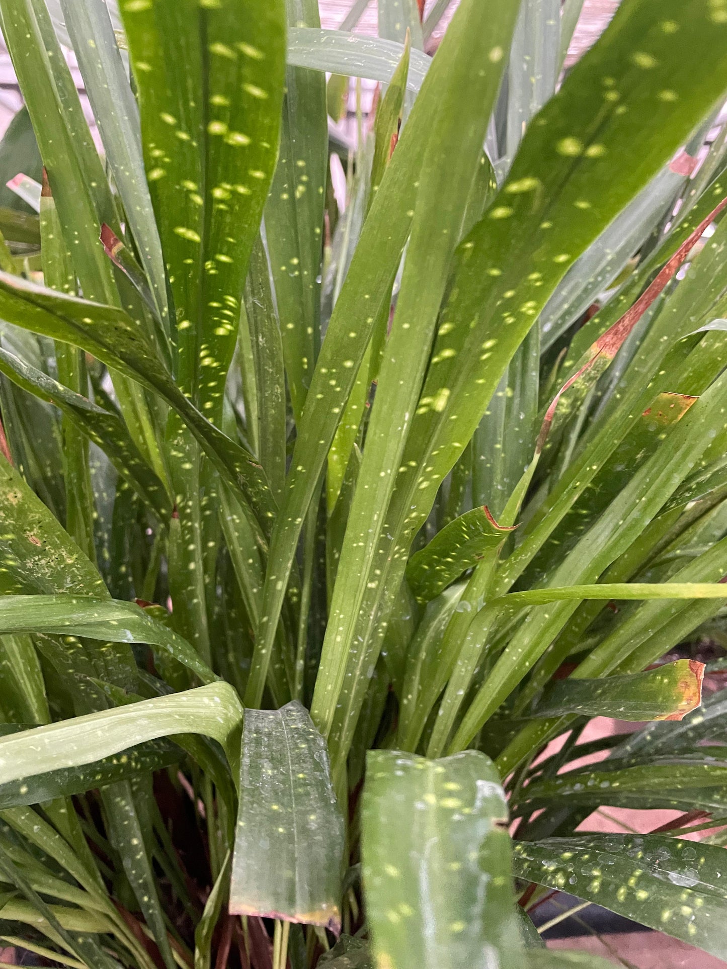 Aspidistra minutiflora 'Spangled Ribbons'