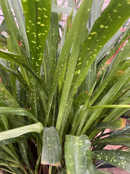 Aspidistra minutiflora 'Spangled Ribbons'