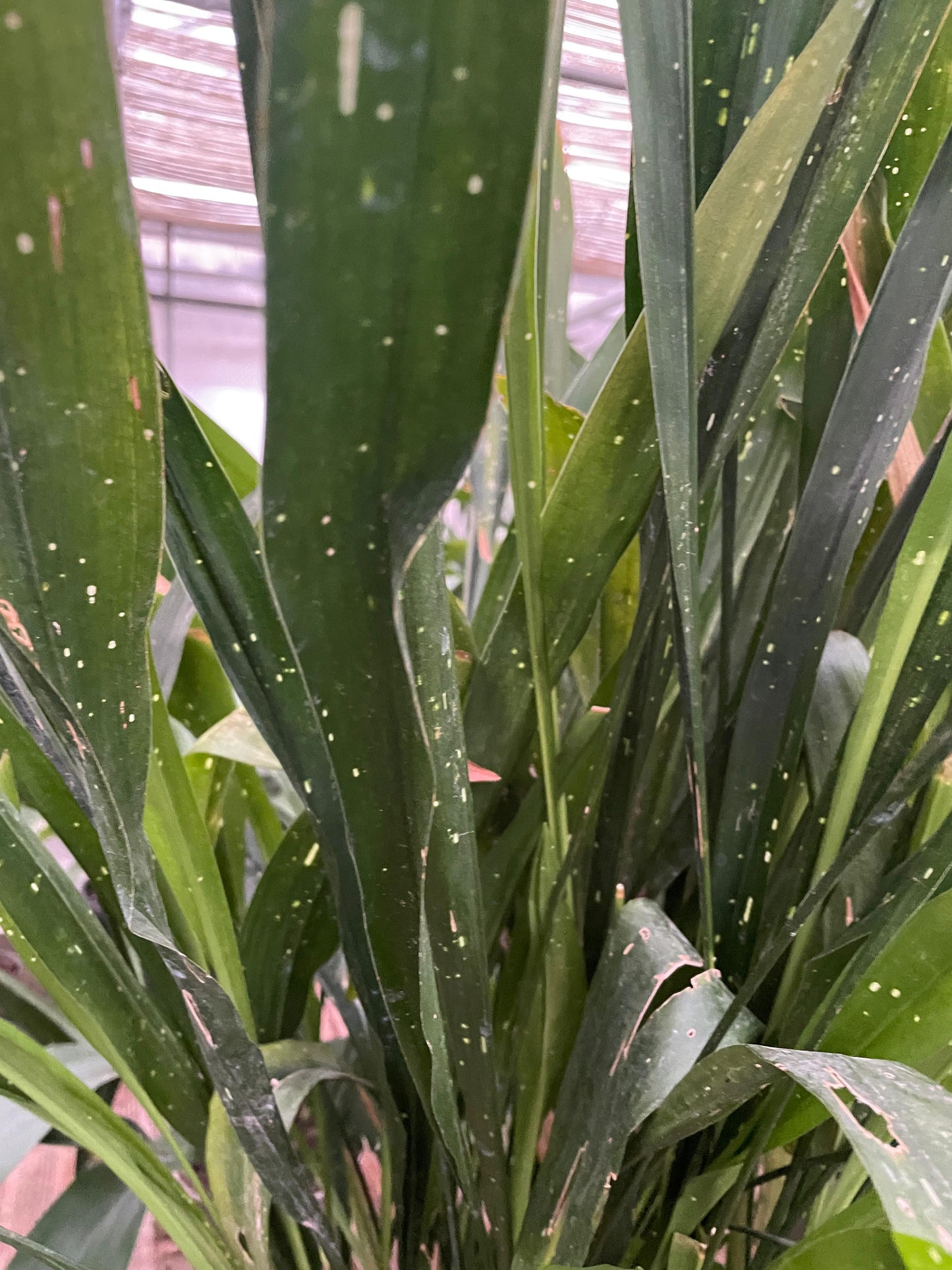 Aspidistra oblanceifolia 'Nagoya Star'