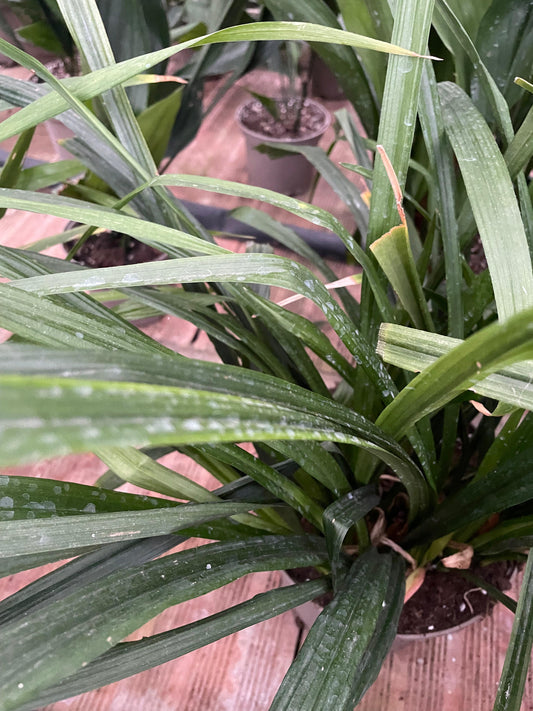 Aspidistra omeiensis