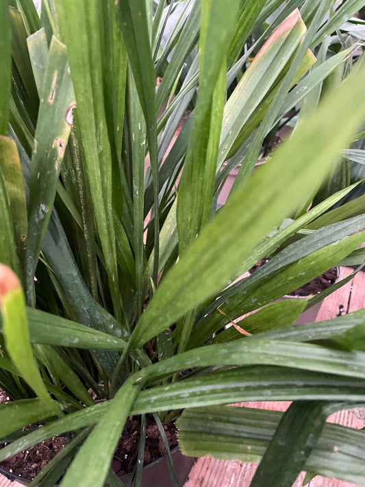 Aspidistra omeiensis 'Jade Ribbons'