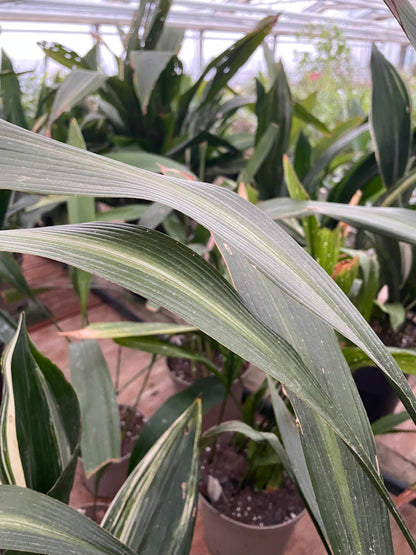 Aspidistra sichuanensis 'Ichi Moro Ji'