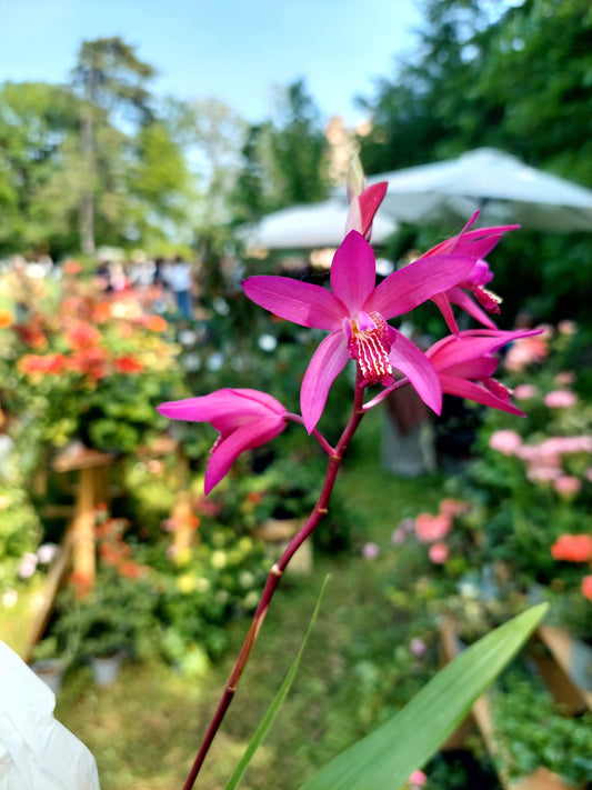 Macro fiore viola di Bletilla Deep Purple.