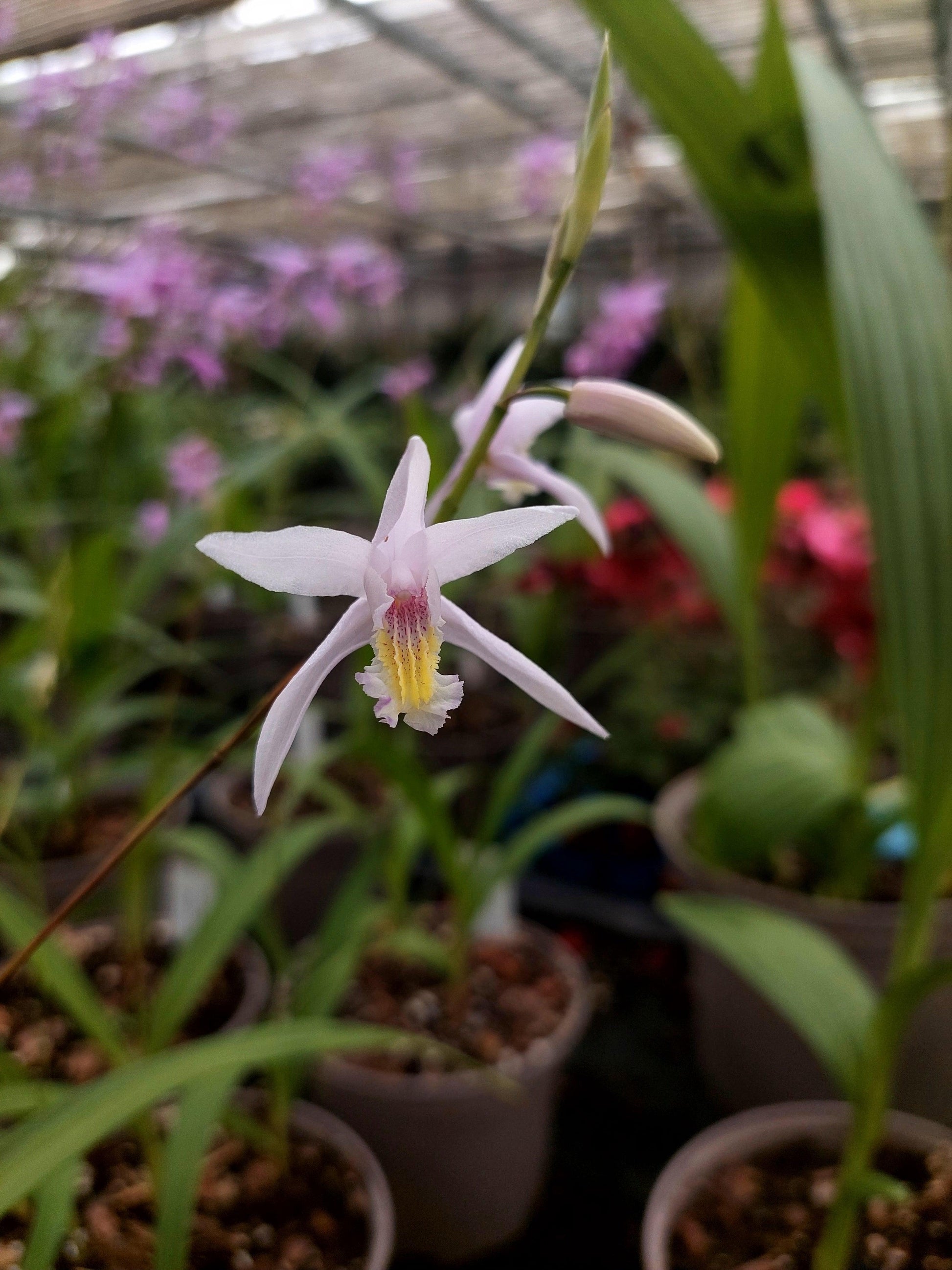 Macro fiore bianco di Bletilla new species