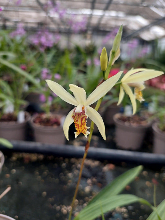 Macro fiore giallo ocra di Bletilla Ochracea Citroen.