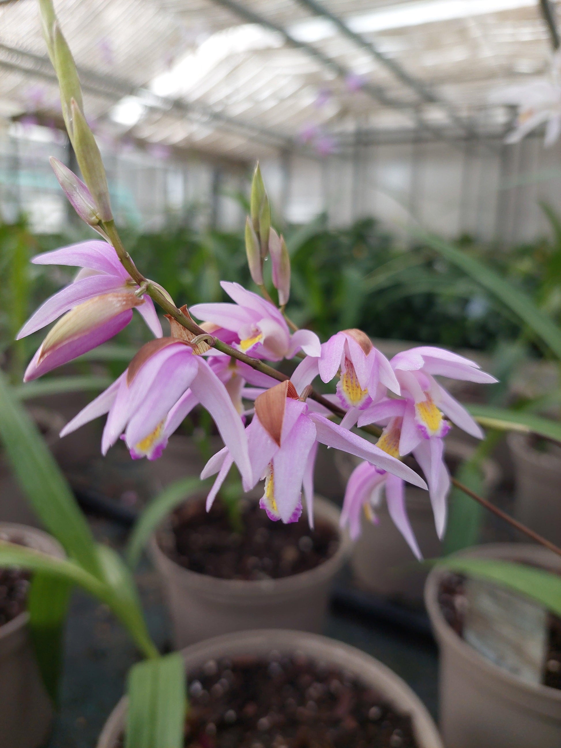 Macro fiore lavanda di Bletilla 'Penway Dragon'.