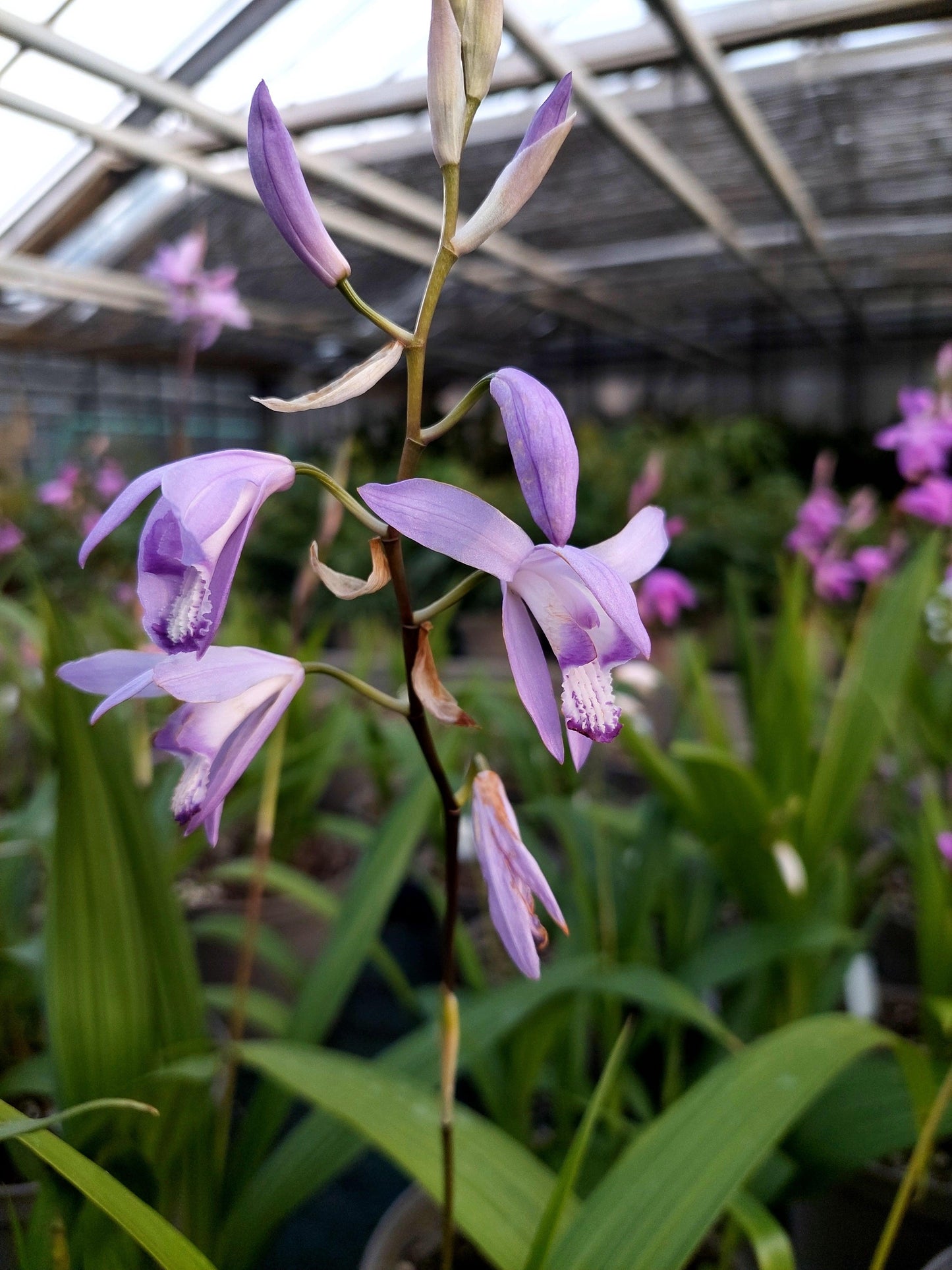 Macro fiore violetto di Bletilla Soryu.