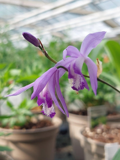 Macro fiore violetto di Bletilla Soryu.