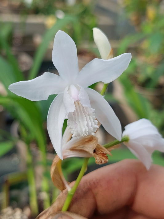 Macro fiore bianco di Bletilla Striata Alba.