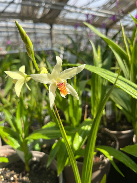 Macro fiore giallo-bianco di Bletilla Striata Yellow.