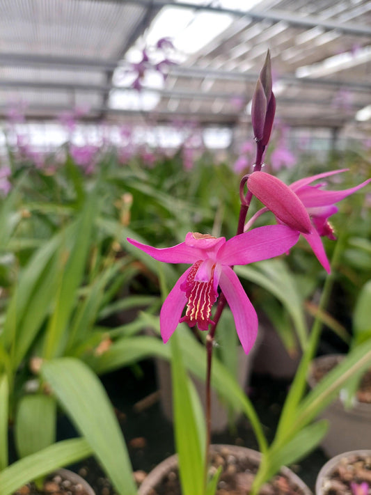Macro fiore viola di Bletilla Deep Purple.