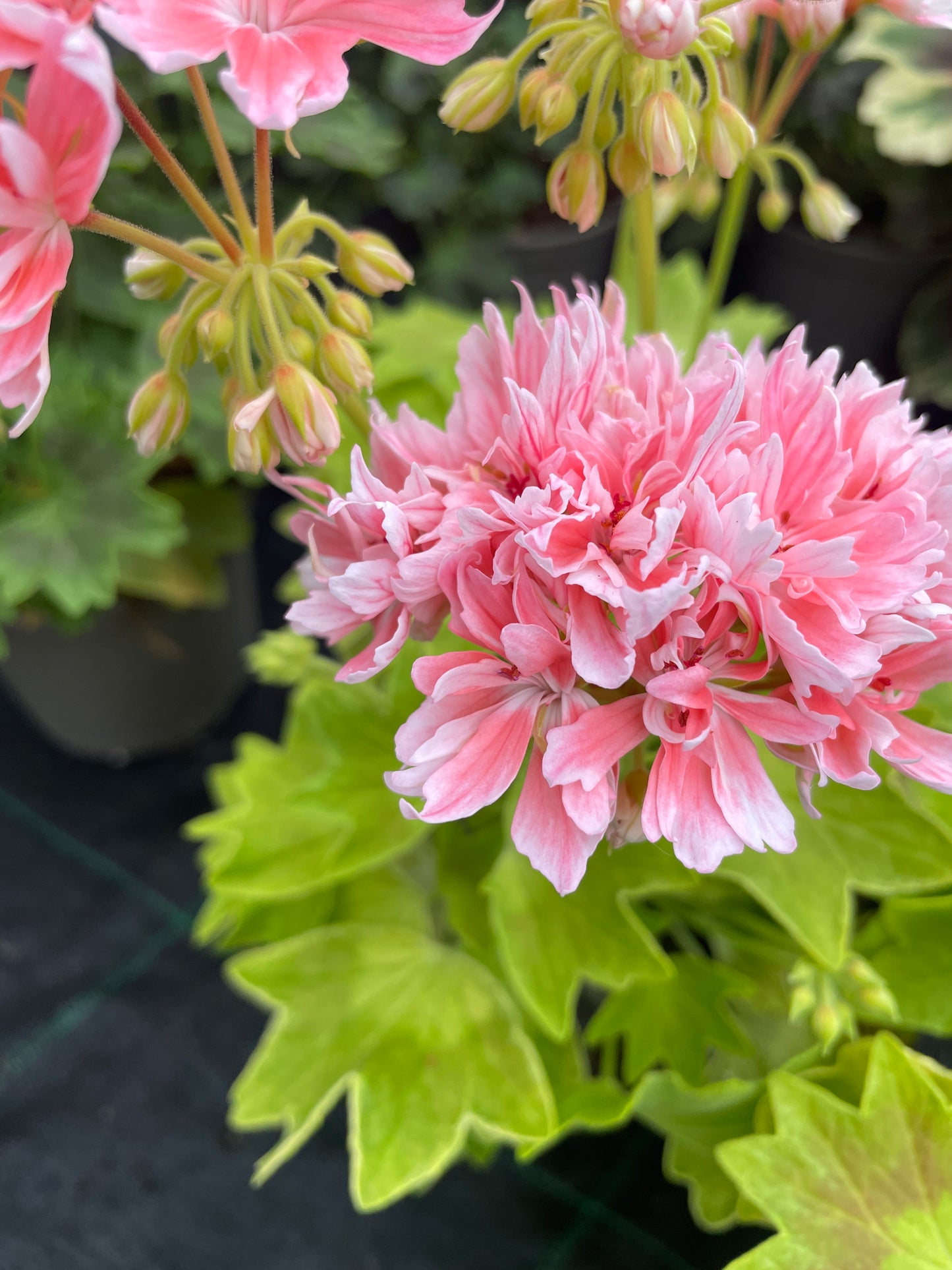 Rushmoor Golden Ruffles