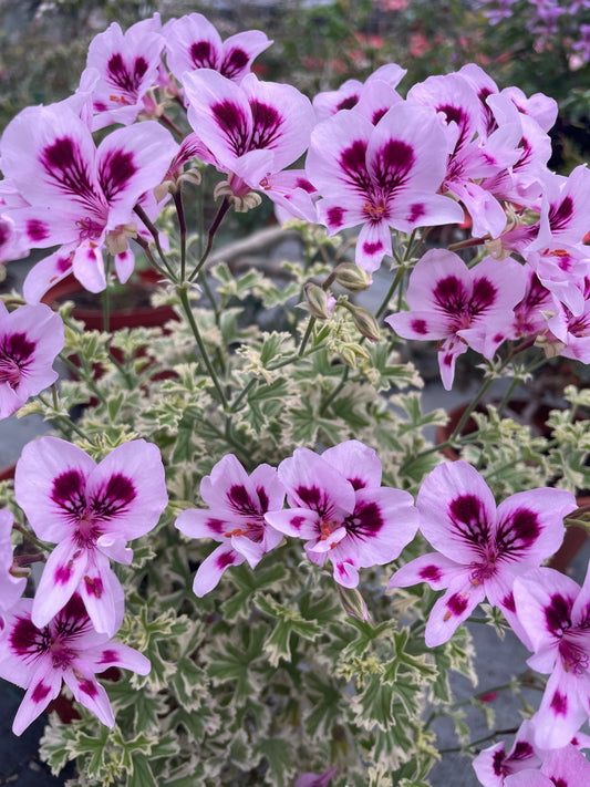Annsbrook Beauty