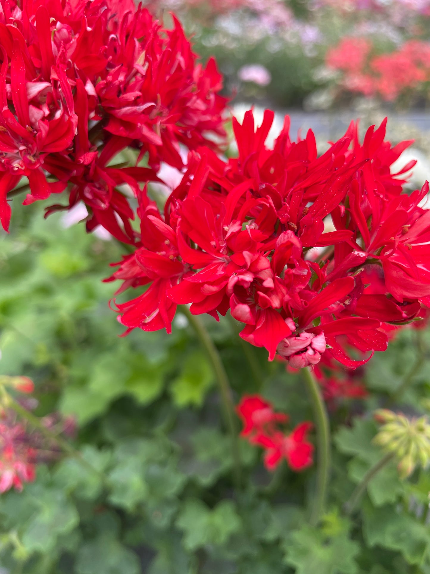 Graffiti Double Red