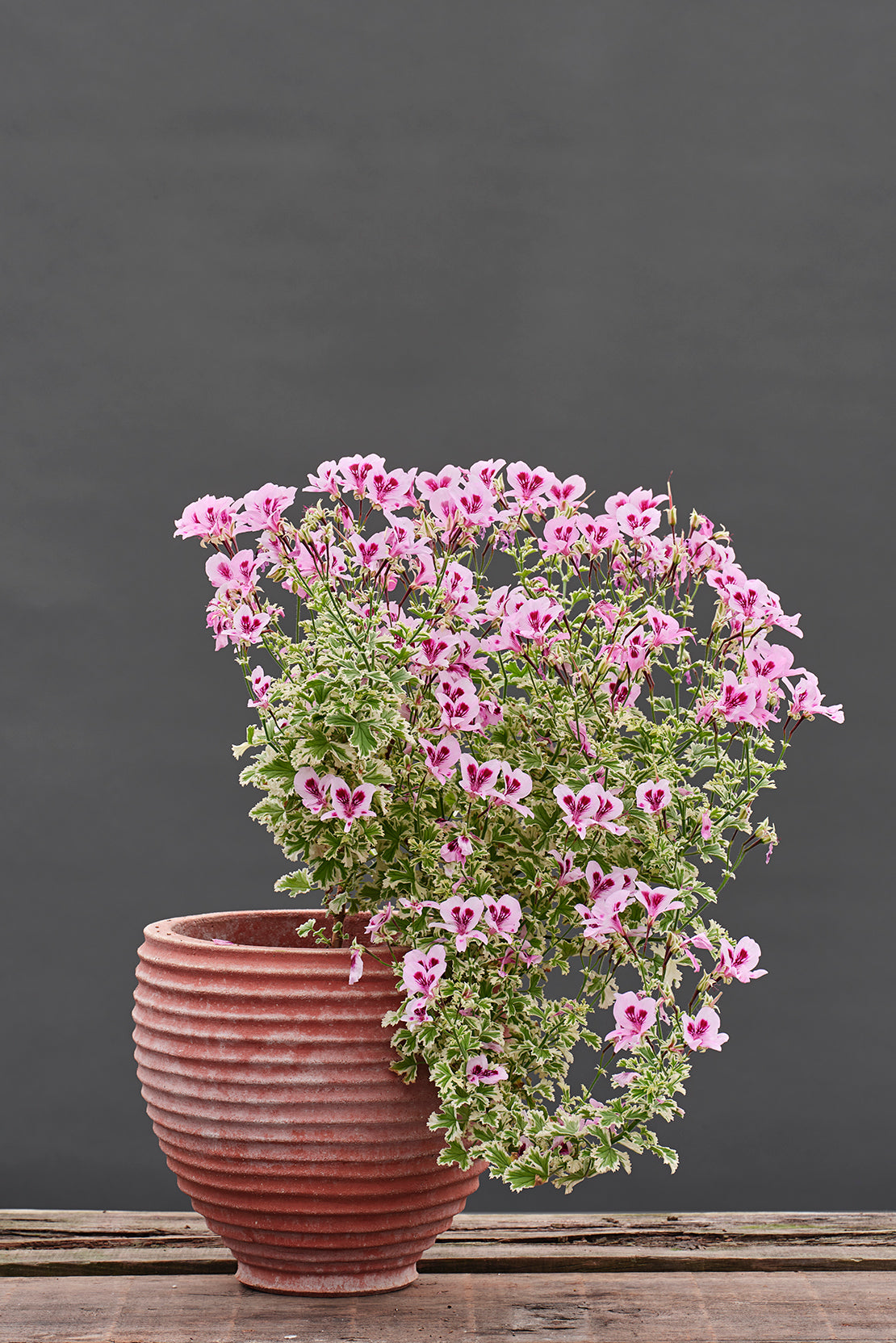 Annsbrook Beauty