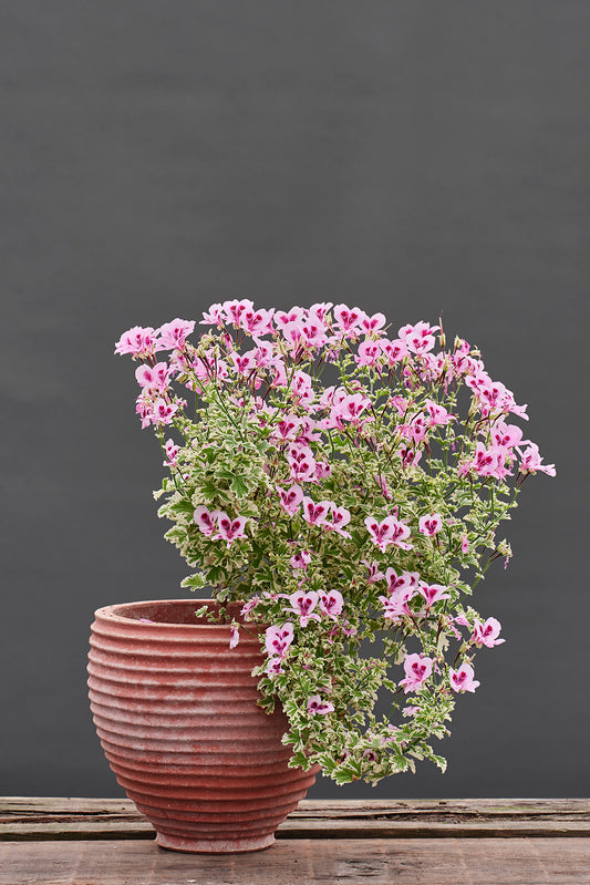 Annsbrook Beauty