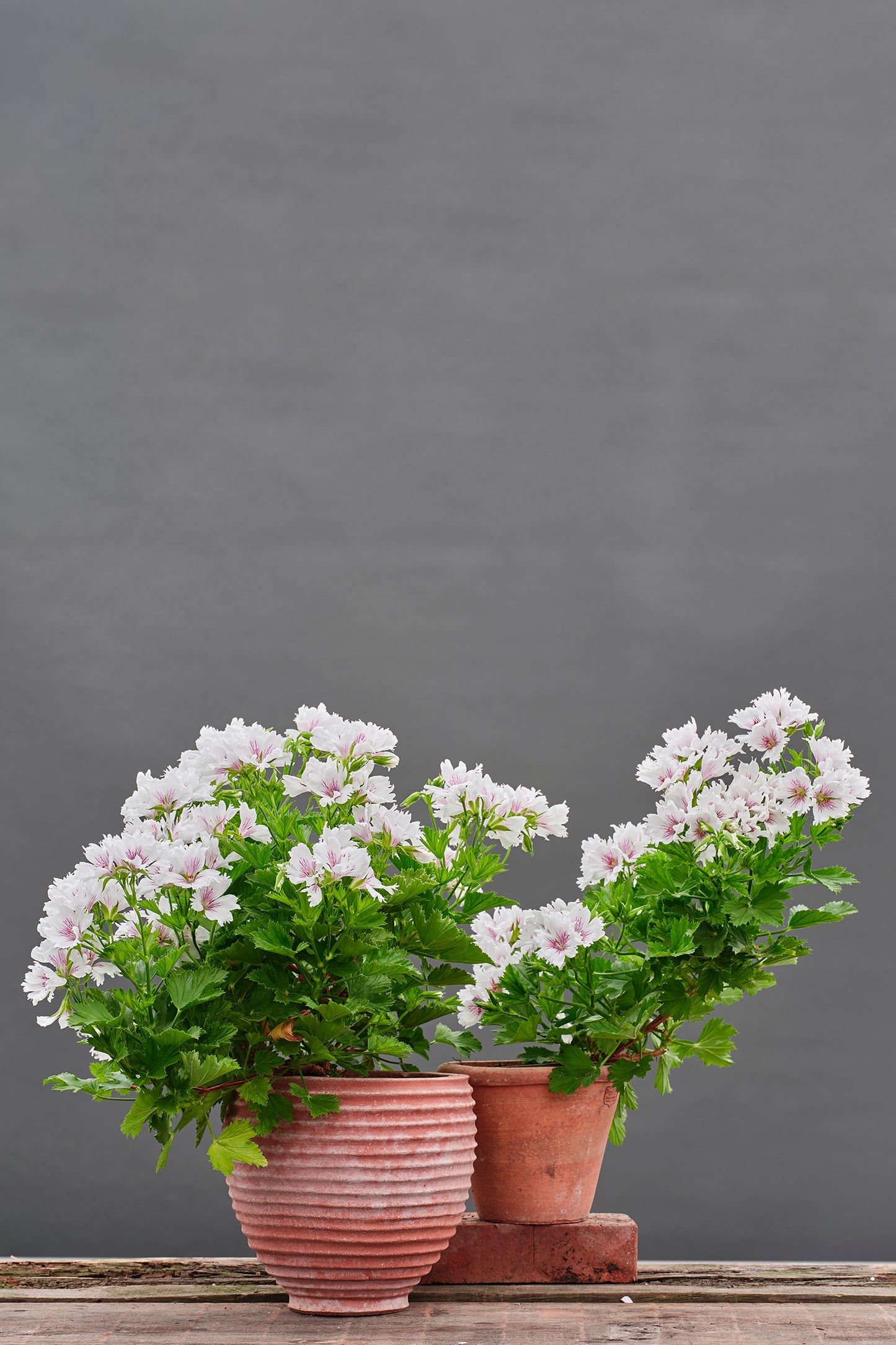 Askham Fringed Aztec