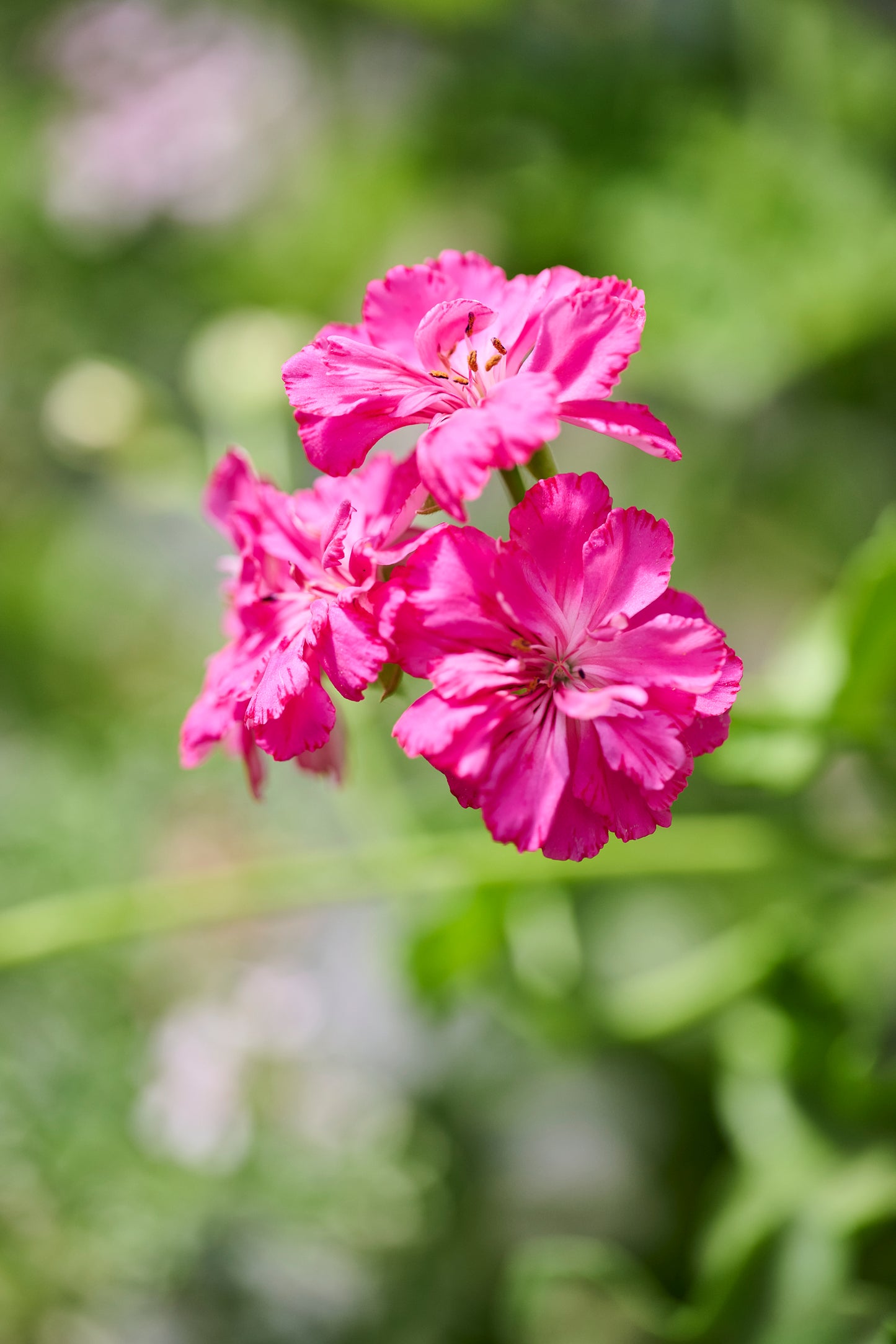 Cherise Carnation