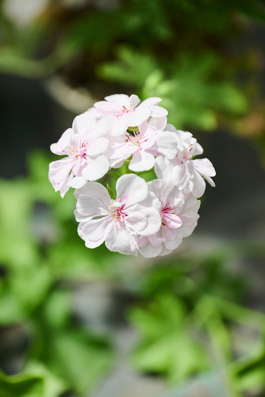 Cotta Lilac Queen