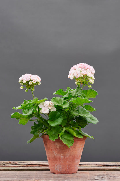 Grace Powder