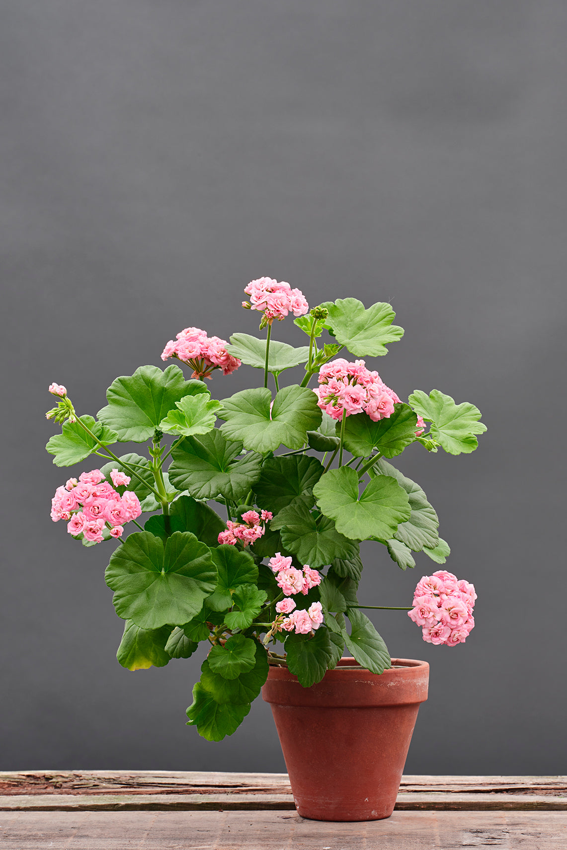 Grainger's Antique Rose
