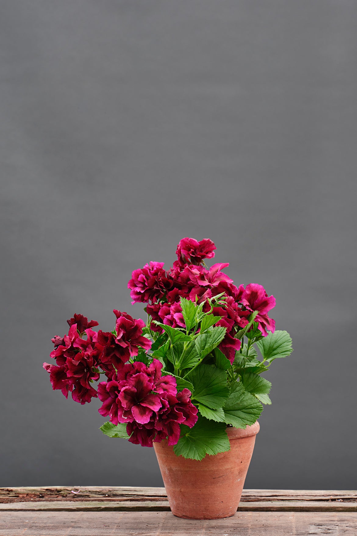 Hazel Velvet
