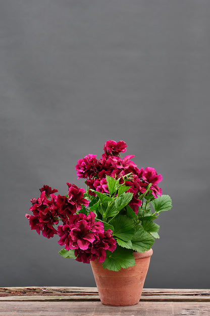 Hazel Velvet