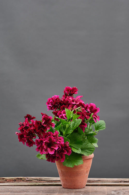 Hazel Velvet