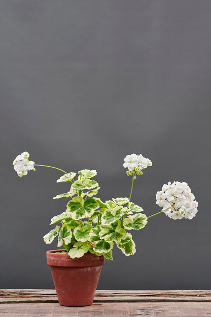 Ivory Snow