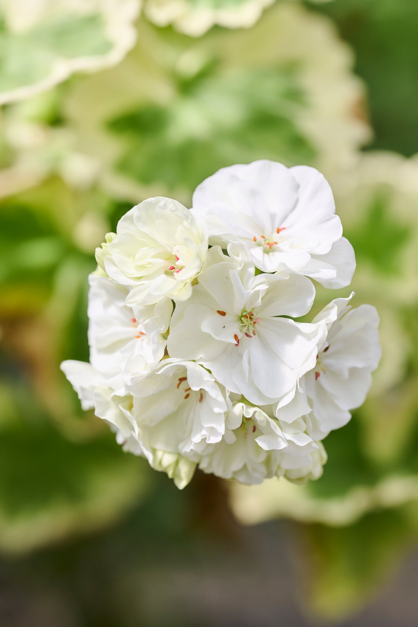 Ivory Snow