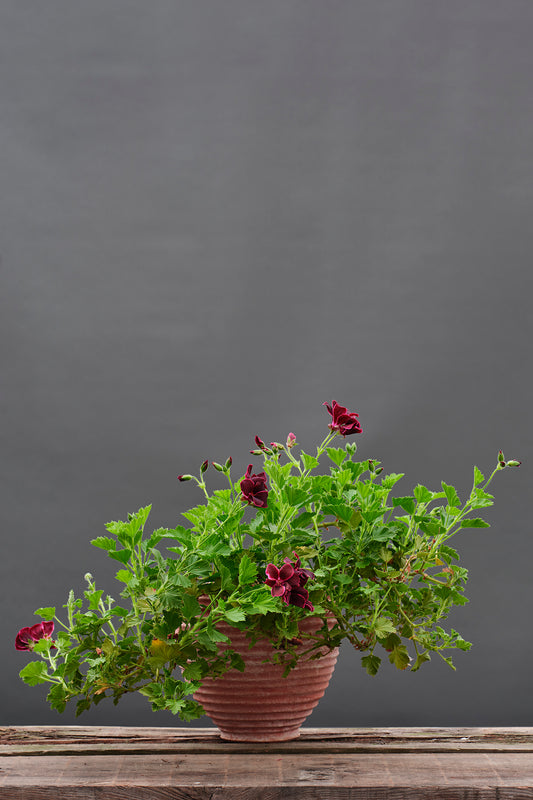 Lord Bute
